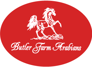 Butler Farm Arabians
